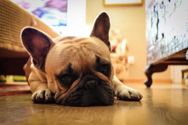 istock French bulldog dog lying on the floor 898484316