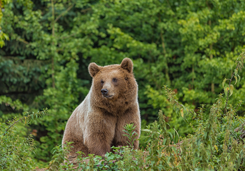 Eurasian brown bear is one of the most common subspecies of the brown bear