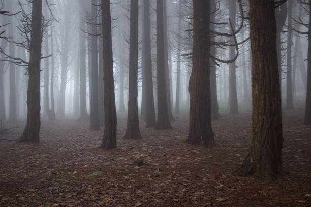 istock Mysterious dark old forest with fog 898487986
