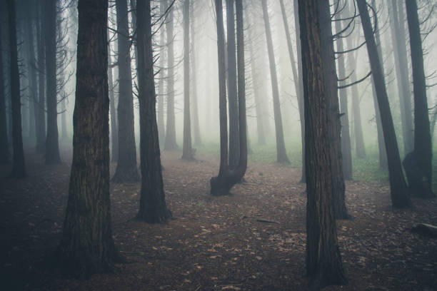 istock Mysterious dark old forest with fog 898487994