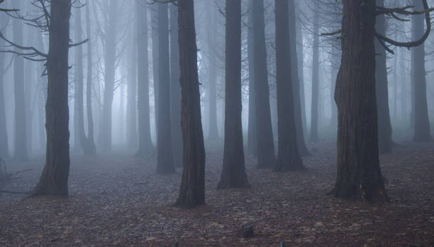 istock Mysterious dark old forest with fog 898488018