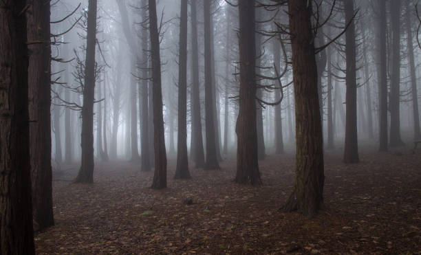 istock Mysterious dark old forest with fog 898488020