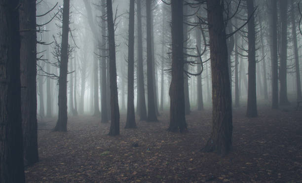 istock Mysterious dark old forest with fog 898488030