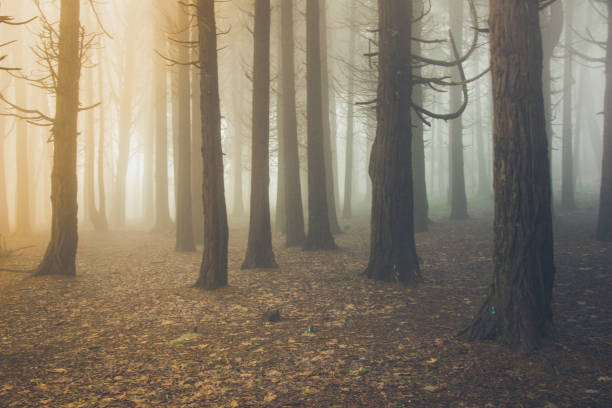 istock Mysterious dark old forest with fog 898488050
