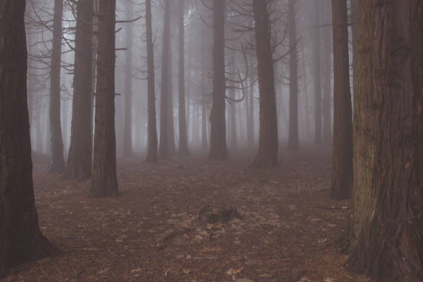 istock Mysterious dark old forest with fog 898488154