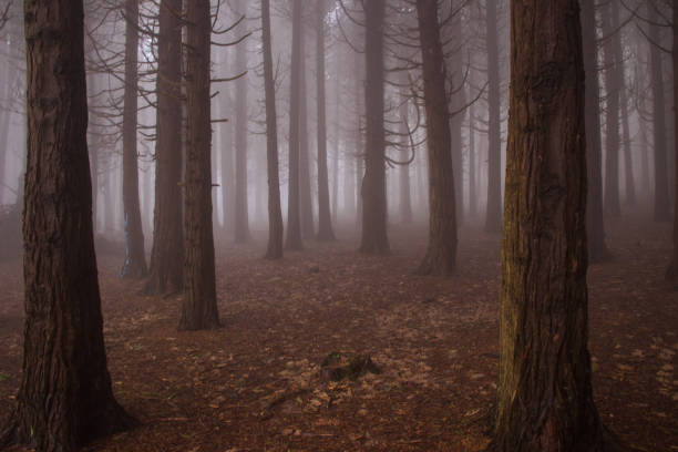 istock Mysterious dark old forest with fog 898488168