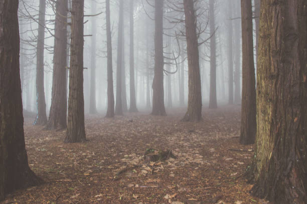 istock Mysterious dark old forest with fog 898488176