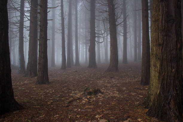 istock Mysterious dark old forest with fog 898488180