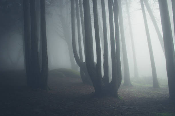 istock Mysterious dark old forest with fog 898488304