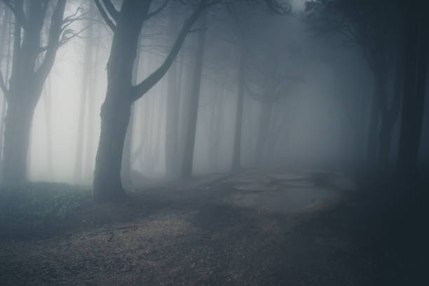 istock Mysterious dark old forest with fog 898488344