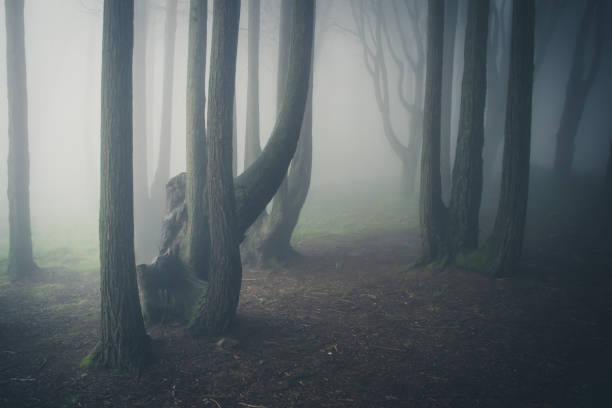 istock Mysterious dark old forest with fog 898488346