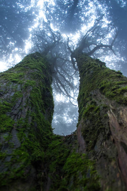 istock Mysterious dark old forest with fog 898488388