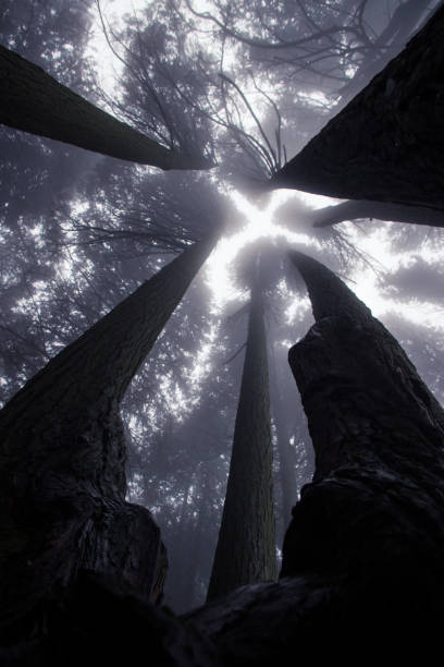 istock Mysterious dark old forest with fog 898488420