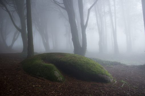 Mysterious dark old forest with fog in the Sintra mountains in Portugal