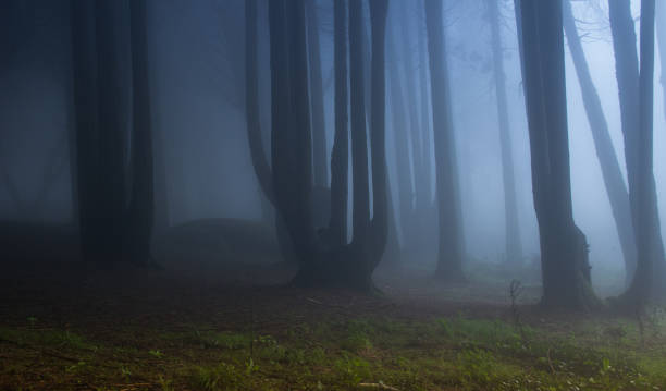 istock Mysterious dark old forest with fog 898488510
