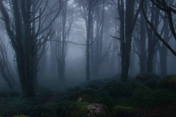 istock Mysterious dark old forest with fog 898488616