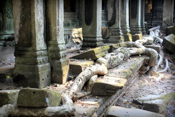 따 프롬 사원 앙코르 와트, 씨엠립, 캄보디아에서에서 성장 하는 나무 뿌리 - siem reap province 뉴스 사진 이미지