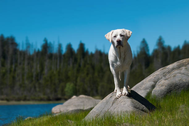 jeunes mignonnes labrador retriever chien chiot debout sur pierres devant un lac avec un ciel bleu - pets water lake sky photos et images de collection