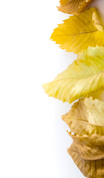 Autumn leaves in white background stock photo