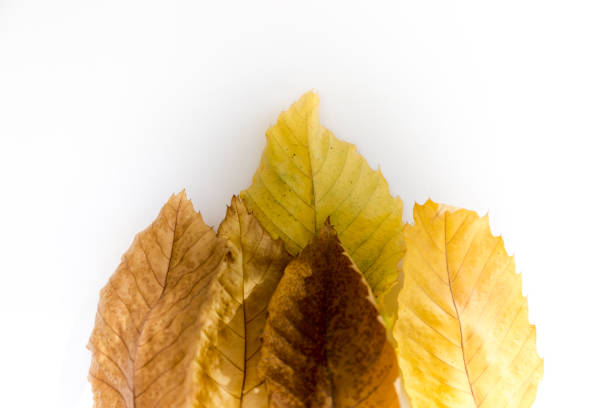 Autumn leaves in white background