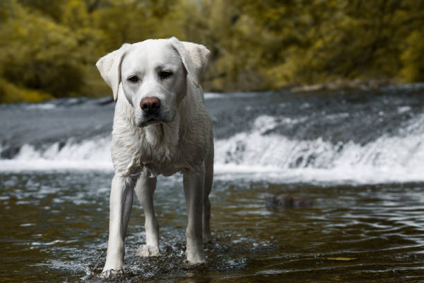istock Labrador retriever dog standing in a water stream 898500074
