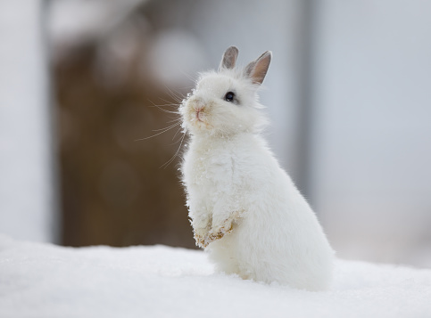 white rabbit on the snow