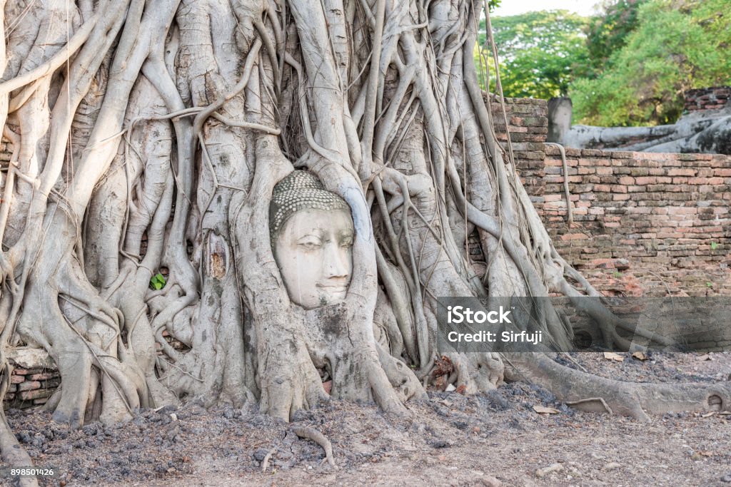 Tree Inside Head Buddhas Head Inside Tree Roots Stock Photo - Download Image Now ...