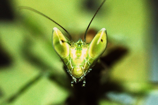 Close up praying mantis face looking at camera.