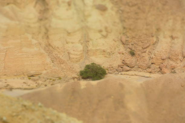 istock Green trees in the desert 898504162