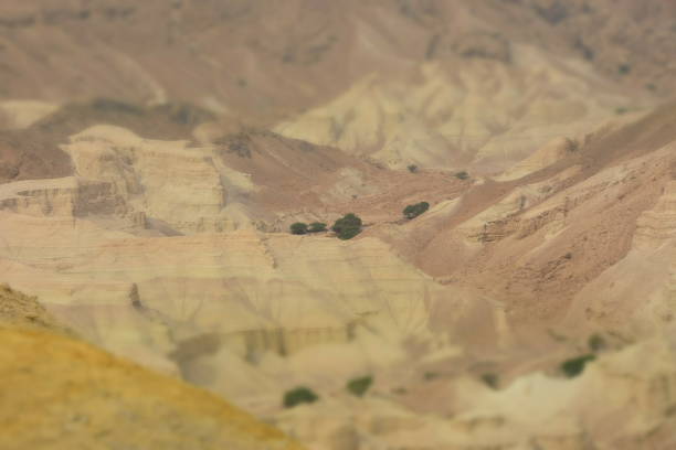 istock Green trees in the desert 898504174