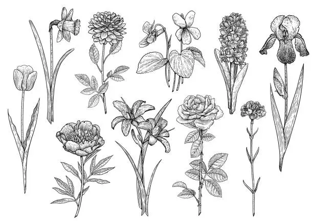 Vector illustration of Flower collection, illustration, drawing, engraving, ink, line art, vector