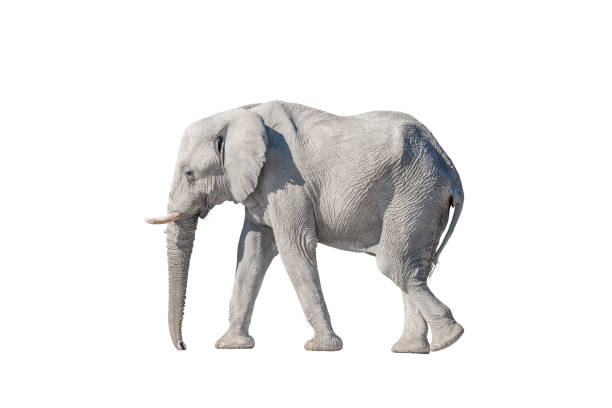 istock African elephant, isolated on white, covered with white calcrete dust 898516904