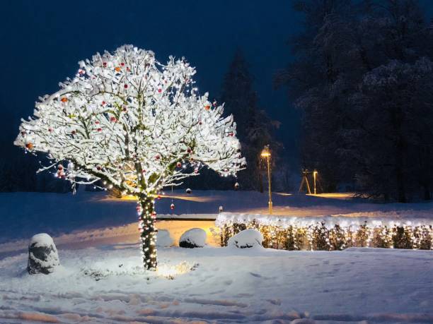 Winter landscape with snow covered tree and stars. Christmas background with stars sky.