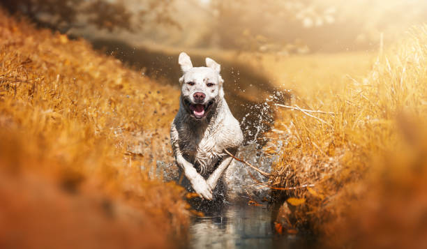 istock a beautiful young labrador retriever dog puppy runs joyful through a river 898530470