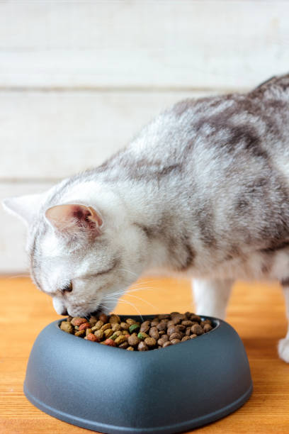 istock Cat eating pet food 898530588