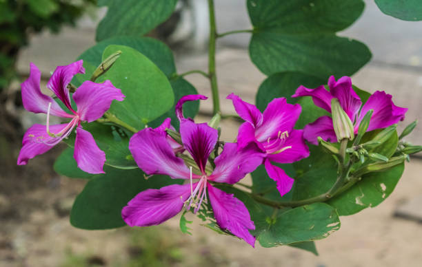 istock Bauhinia purpurea flowers 898531108