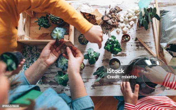 Family Making Terrarium At Home Stock Photo - Download Image Now - Terrarium, Child, Gardening