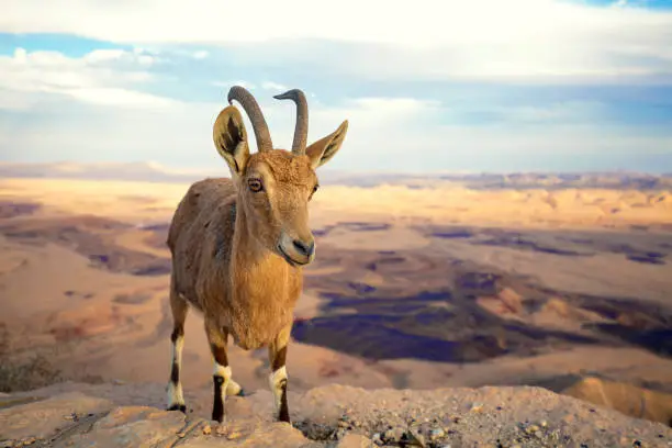A Nubian ibex on the edge of Makhtesh Ramon Crater in Negev desert, Israel