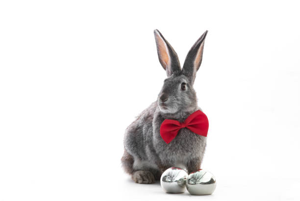 Easter bunny in a tie on a white isolated background