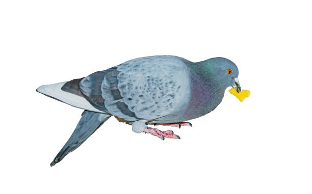 istock Dove turned her head looking straight on white background 898541612