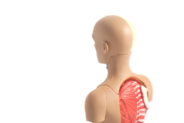 istock Human Body Anatomy Model 898542118