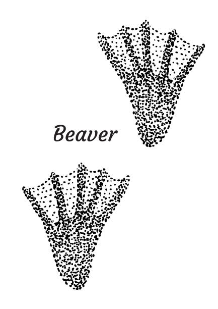 Beaver Tracks Pattern 240+ Beaver Tracks Stock Photos, Pictures & Royalty-Free Images - iStock