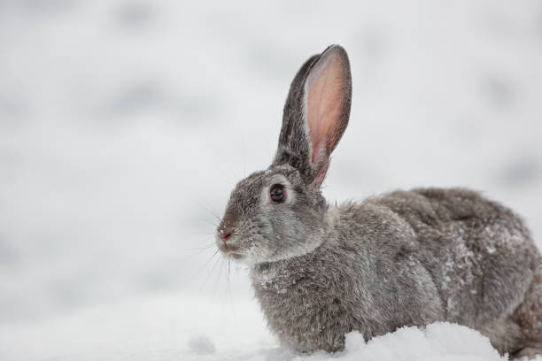 istock gray hare in the snow 898544224