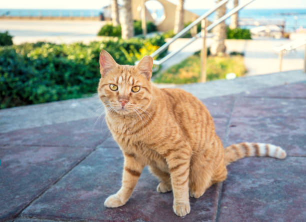 istock Red cat sitting on an embankment 898545404