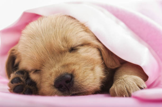 istock Golden Retriever puppy sleeping under a pink blanket- 4 weeks old 898545920