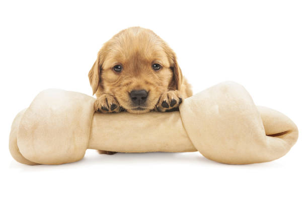 Golden Retriever puppy with large rawhide bone - 4 weeks old A cute adorable purebred Golden Retriever puppy looking at the camera with it's paws on a large rawhide bone on a whit background dog bone photos stock pictures, royalty-free photos & images