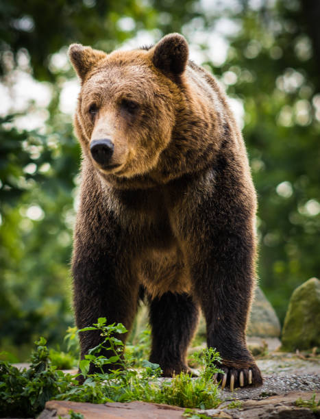 istock Close up image of  huge brown bear 898548106