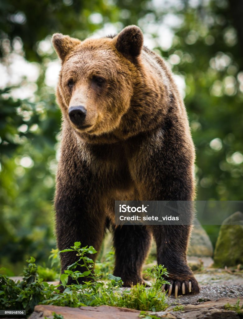 Cận Cảnh Hình Ảnh Gấu Nâu Khổng Lồ Hình ảnh Sẵn có - Tải xuống ...