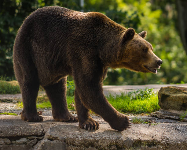istock Close up image of  huge brown bear 898548600
