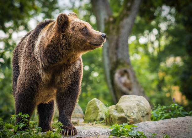 istock Close up image of  huge brown bear 898549440